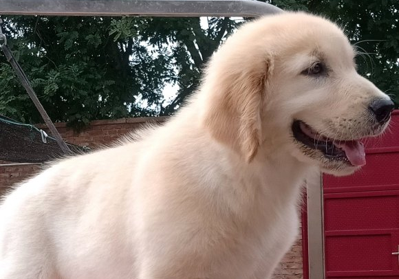 在家洗金毛,在家金毛狗洗澡