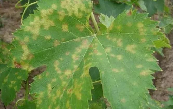 葡萄霜霉病现在用防治吗,葡萄霜霉病不治有什么后果