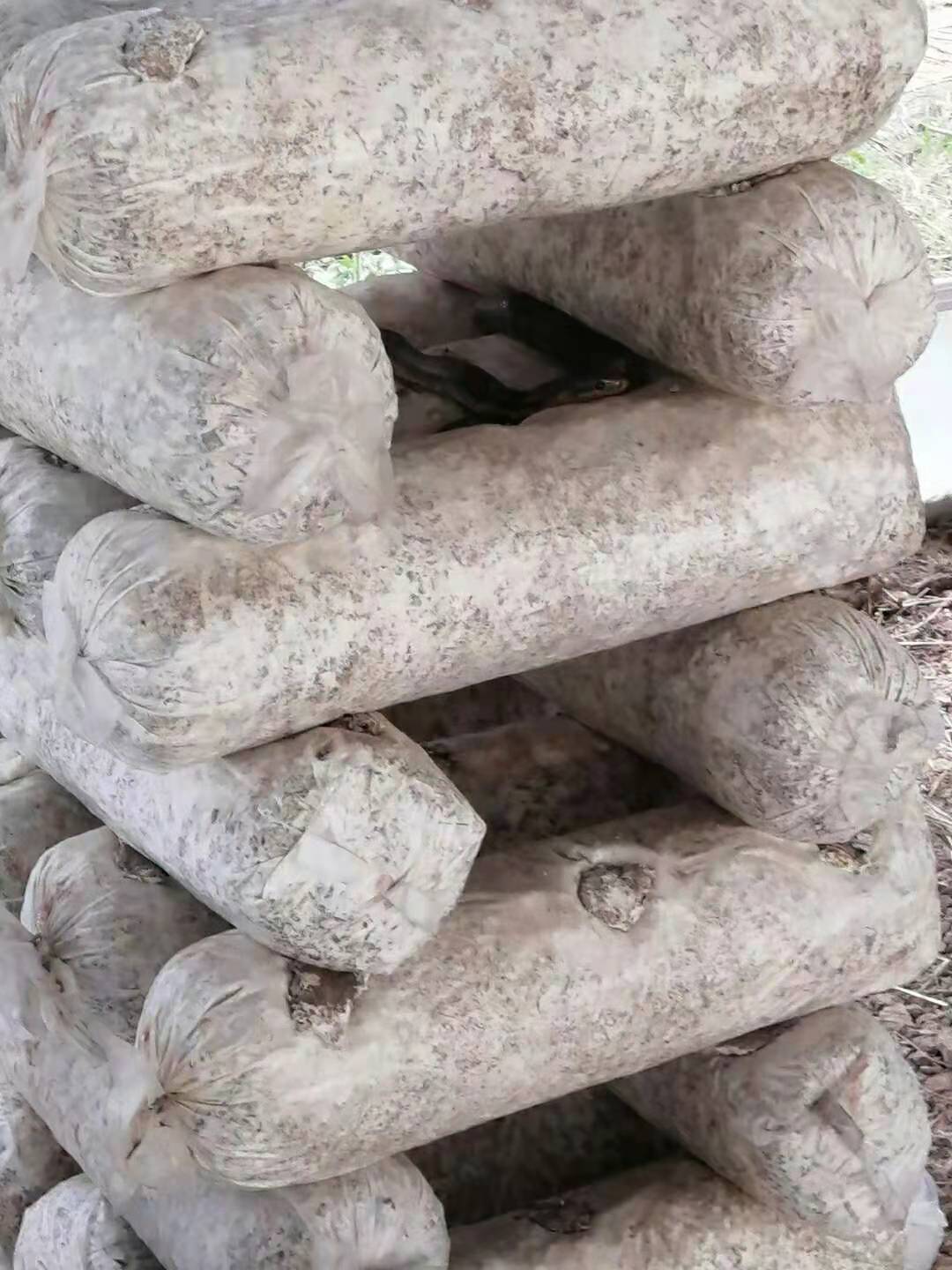 香菇大棚里发生的事,腿都吓软了