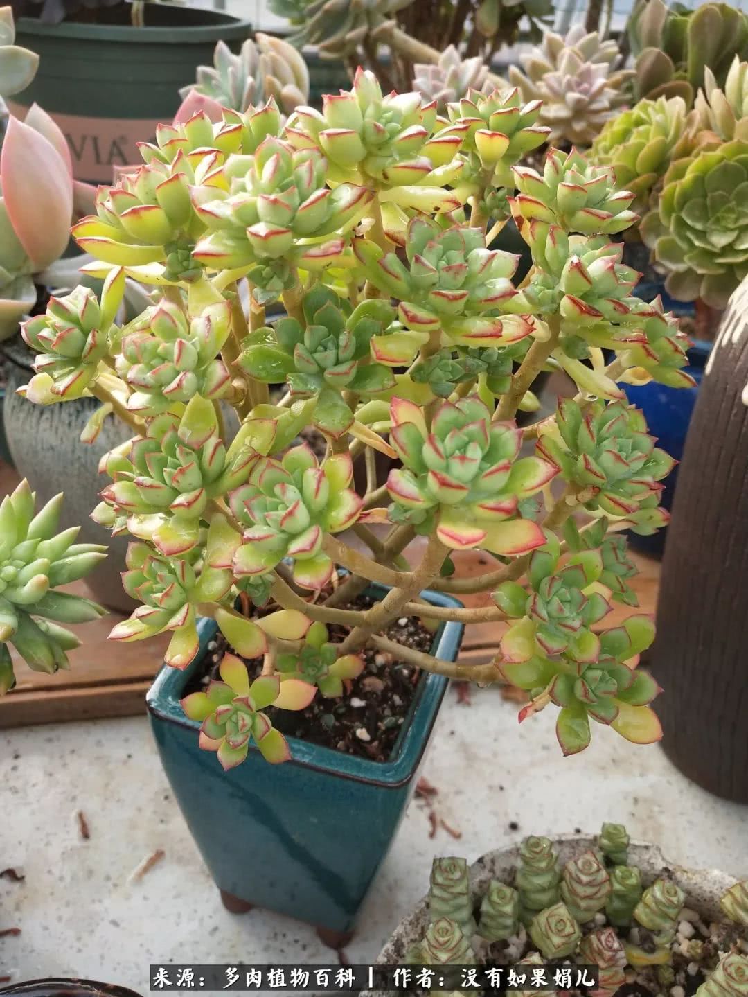 明人不说暗话，我为多肉而来！