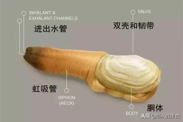 长相难以启齿的象拔蚌,当年餐桌上可是炙手可热!