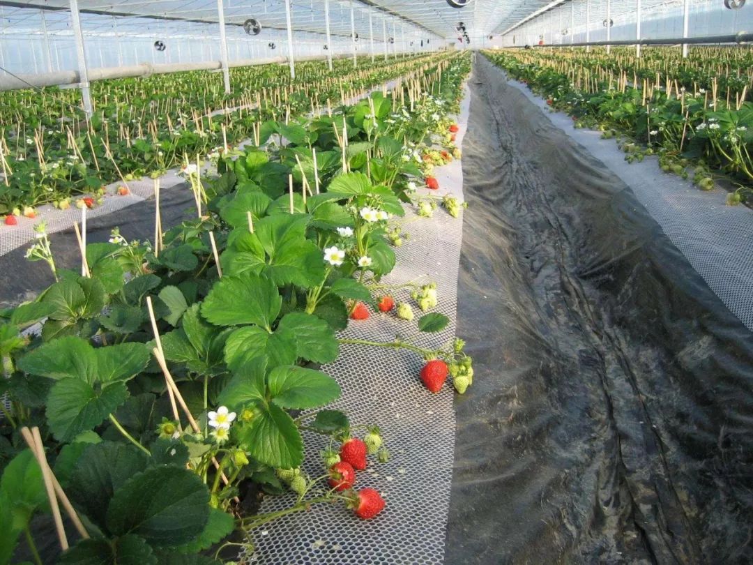 朝日绿源农场现状,朝日绿源引进日本先进农业技术