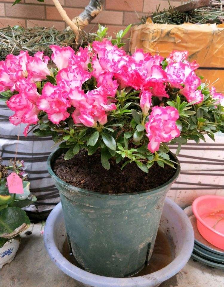 养好杜鹃花的秘诀,养好杜鹃花并不难