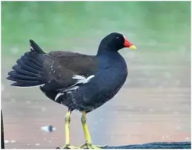 贫困户致富创业项目有哪些,快速致富项目