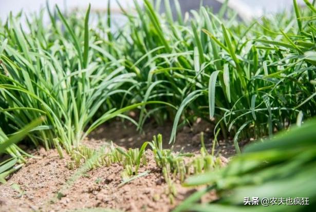 种植韭菜需要滴灌带吗,种植韭菜需要大量浇水吗