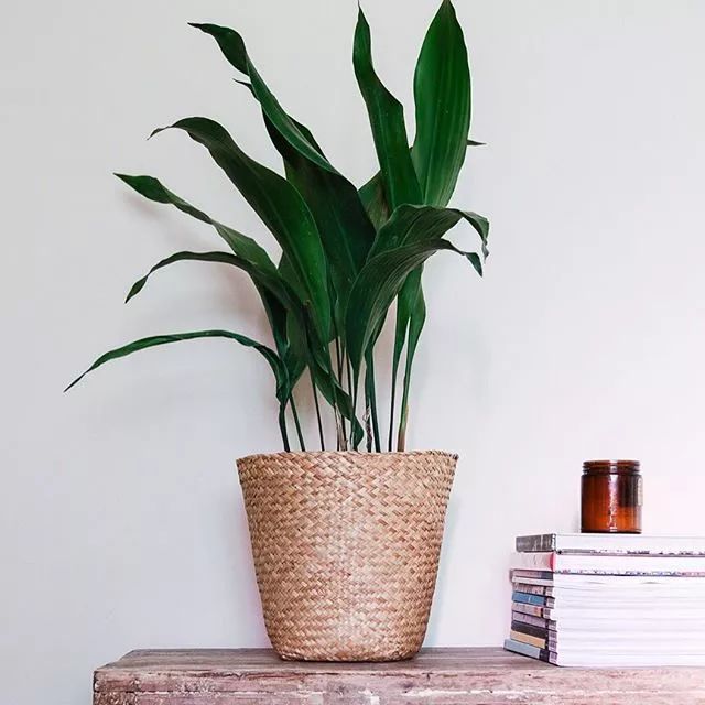 7种适合放在办公室的植物,办公室植物盆栽
