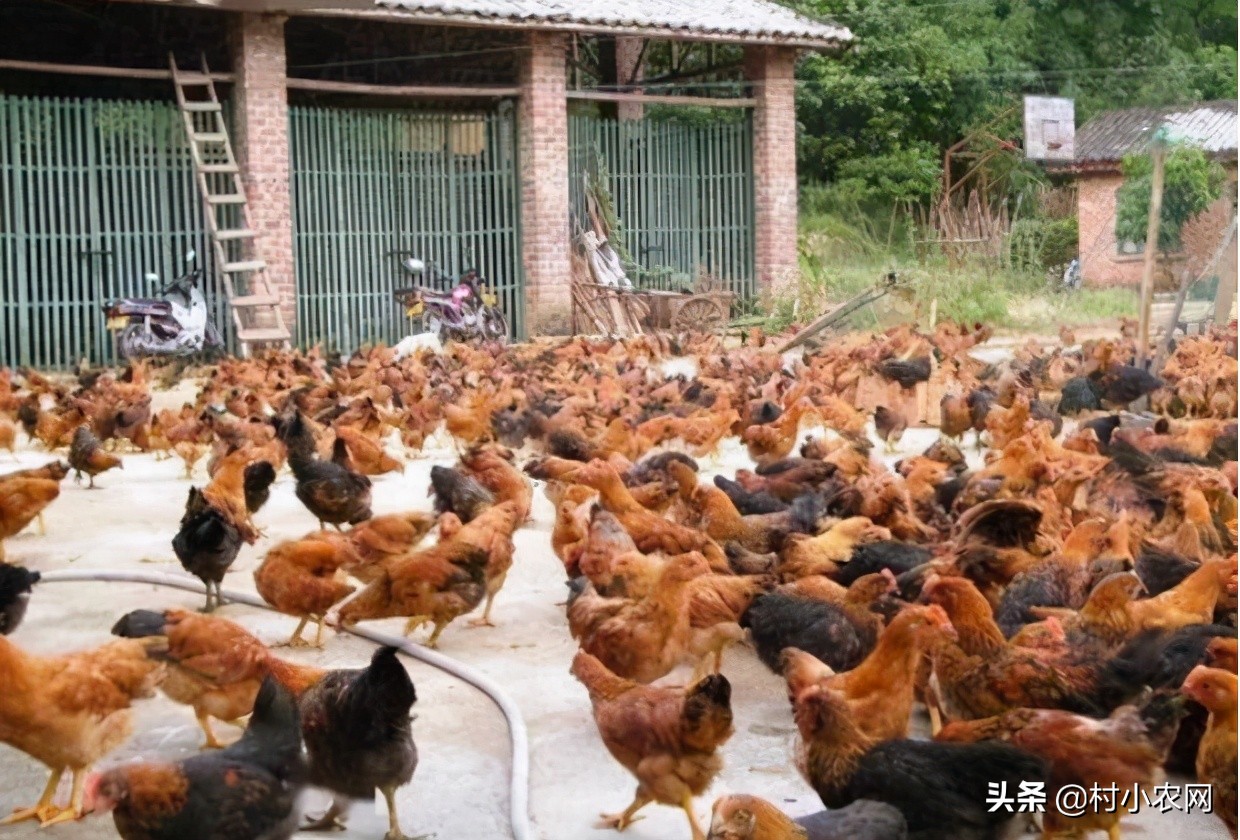 小型养殖什么最赚钱创业项目,农村养殖投资少赚钱快有哪些项目