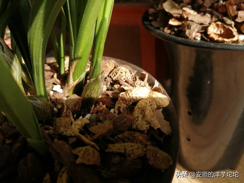 兰草花苞一个月还没开,兰草花苞长得快吗