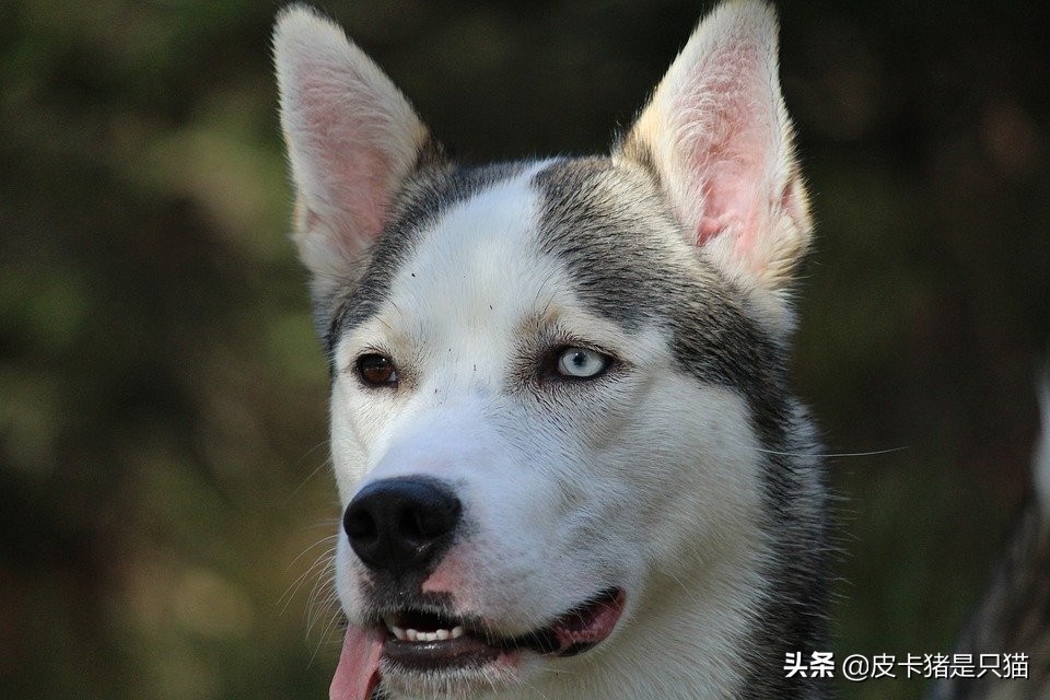 阿拉斯加值不值得养,养阿拉斯加缺点