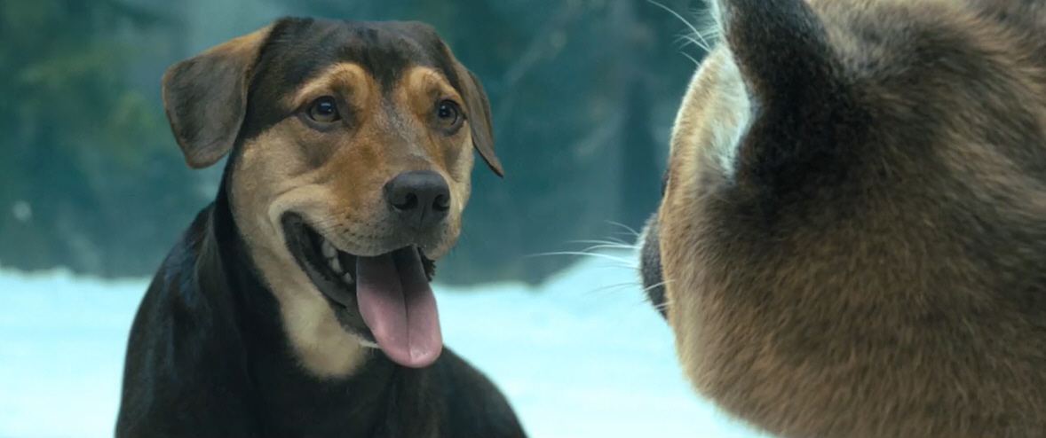 电影故事：一条小狗穿越四百英里回家的故事