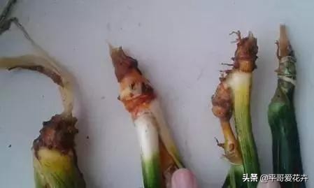 怎么能知道虎皮兰烂根了,虎皮兰烂根怎么处理最好