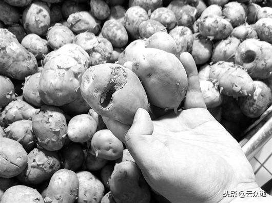 马铃薯虫眼,马铃薯矮不长什么原因