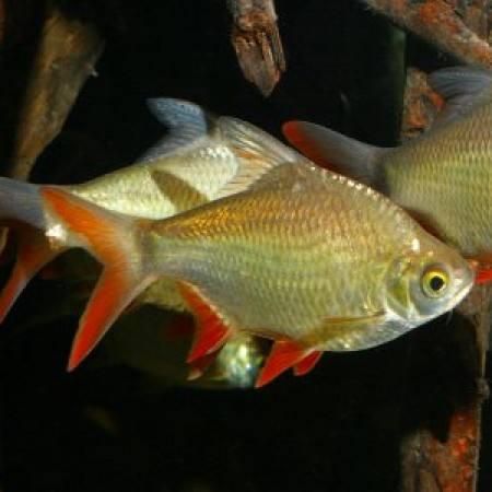 如何养好观赏鱼的正确方法,观赏鱼养殖中有什么现象