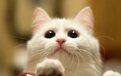 家里养猫的要不要频繁搞卫生,养猫咪可以点什么蚊香