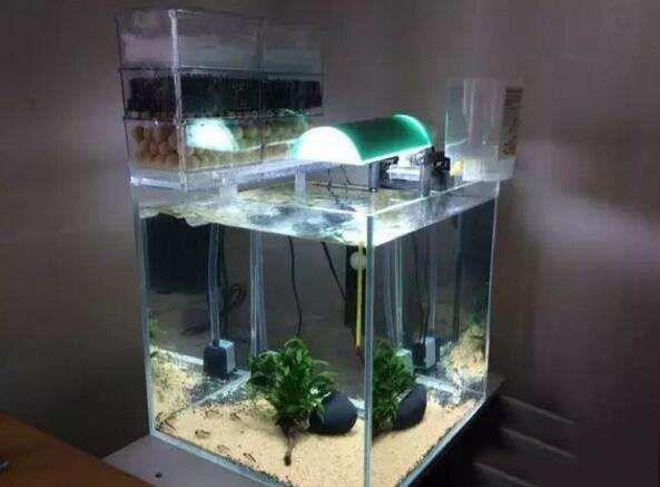 想把鱼养好，先把过滤这点事儿整明白就算向前迈了一大步