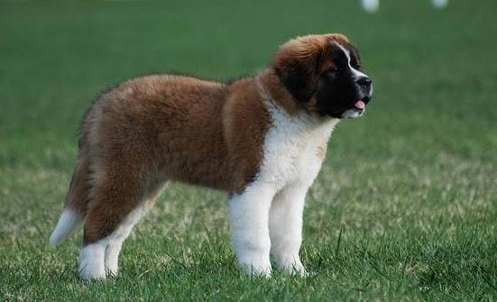 狗狗身上像头皮屑怎么回事,狗狗身上有好多皮屑老挠怎么回事