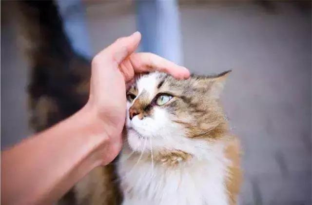 福懋动物医院看病贵吗,福懋动物医院猫科