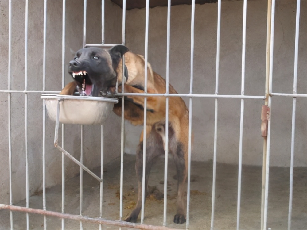 马犬和德牧杂交的后代好看吗,马犬凭什么叫板德牧一哥