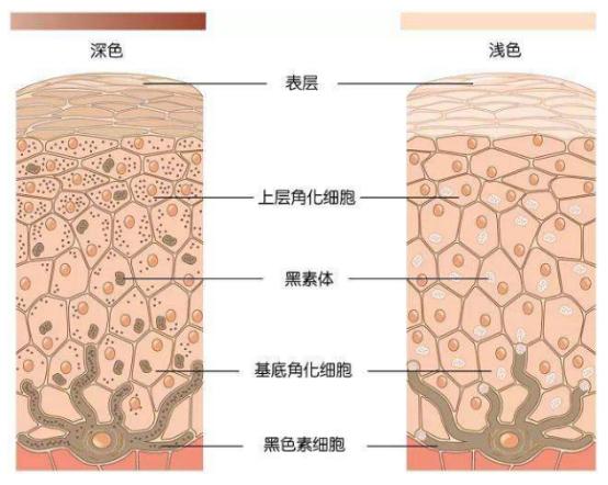 青颜博士胶原蛋白肽是智商税吗,擦脸的三型胶原蛋白是智商税吗