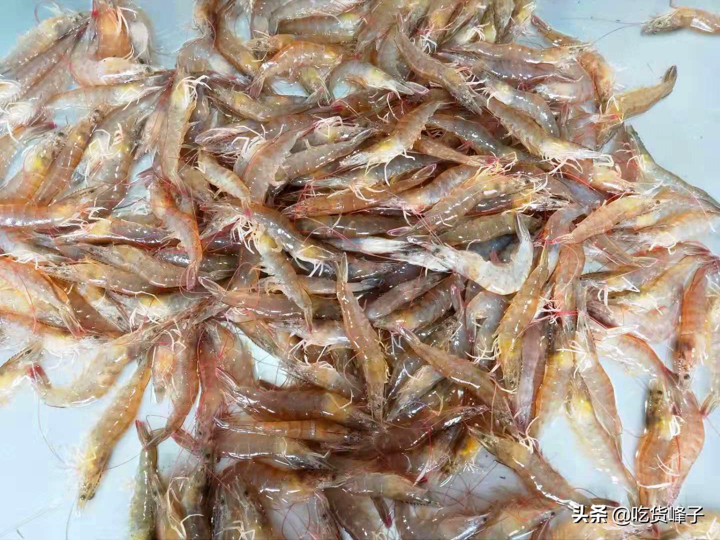 大虾怎么保存不会直接放冰箱,大虾保鲜别直接放冰箱了