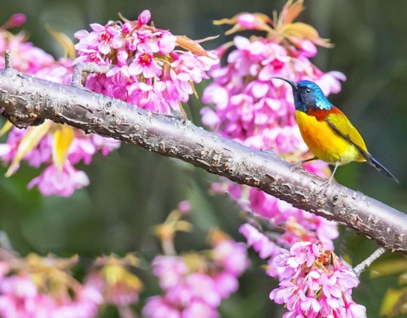 太阳鸟品质,太阳神鸟绝美