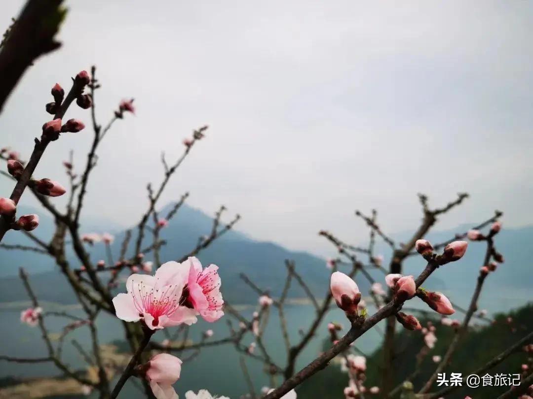 青田的青田,青田是中国的华侨之乡