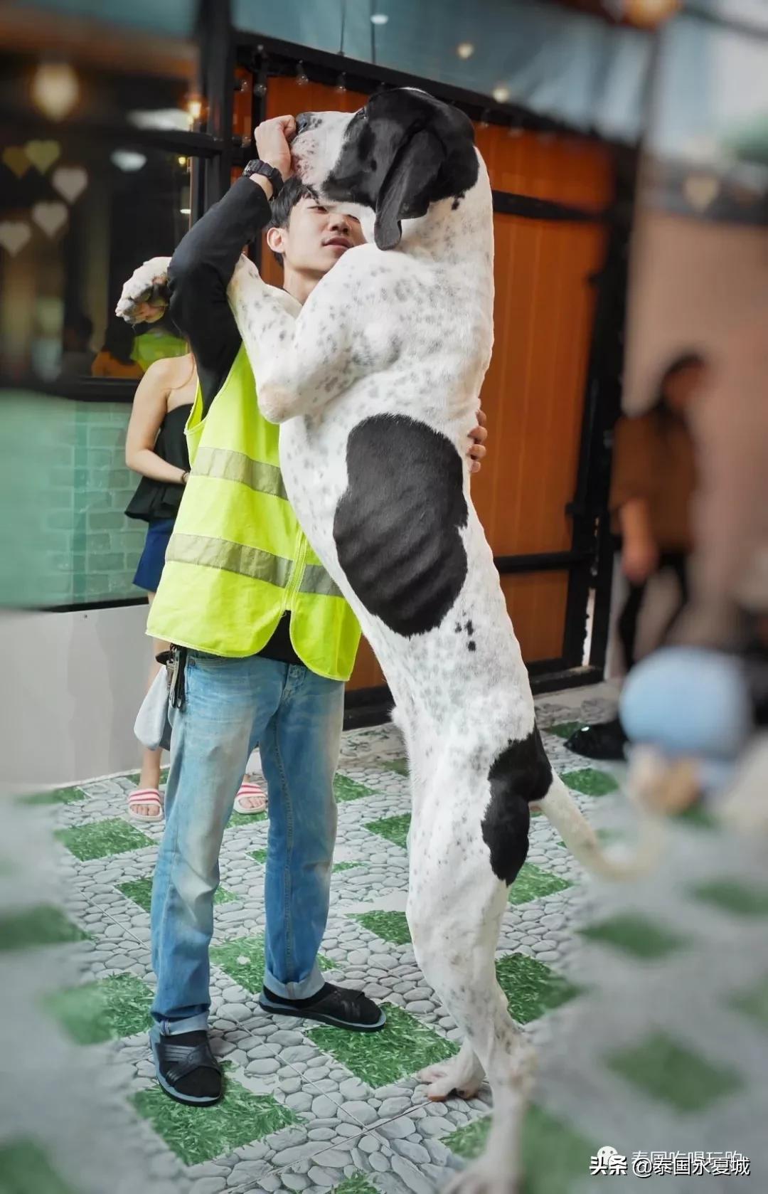 曼谷BigDogCafe|想把每一只狗狗偷偷打包带回家！