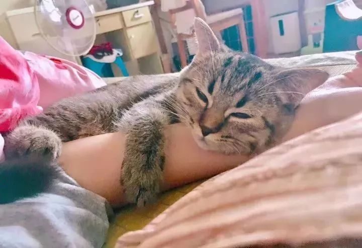 一个人养猫有什么烦恼,一个人生活养只狗靠谱吗