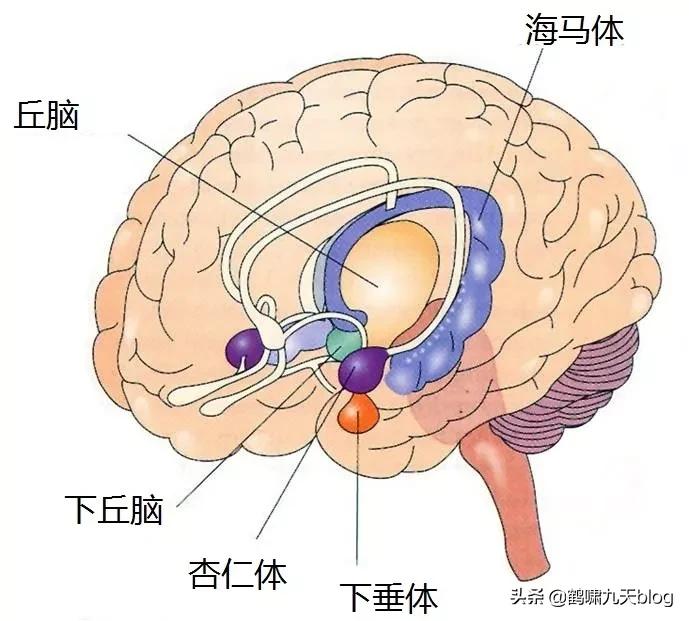人类大脑如何超越人工智能,人类的出路在于将自身升级为神