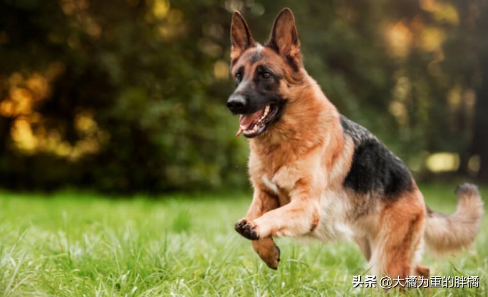 为什么养德牧的比罗威纳多很多,为什么养德牧的比较少