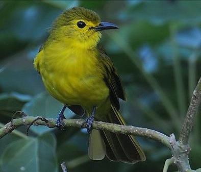 东江揽胜,惠州淡水常见鸟类图谱