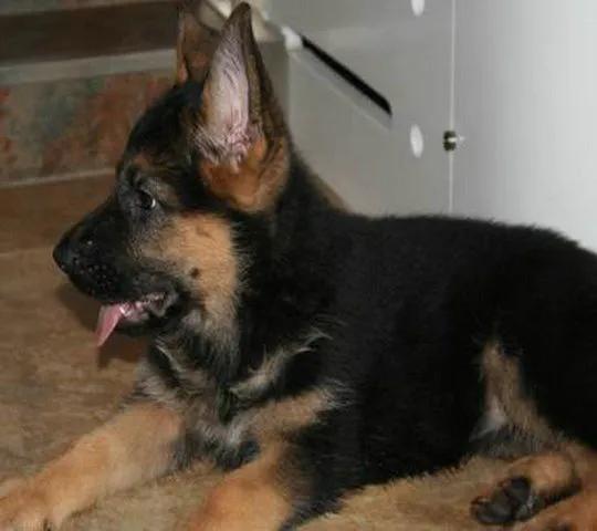 温柔的德牧视频,牧羊犬来福