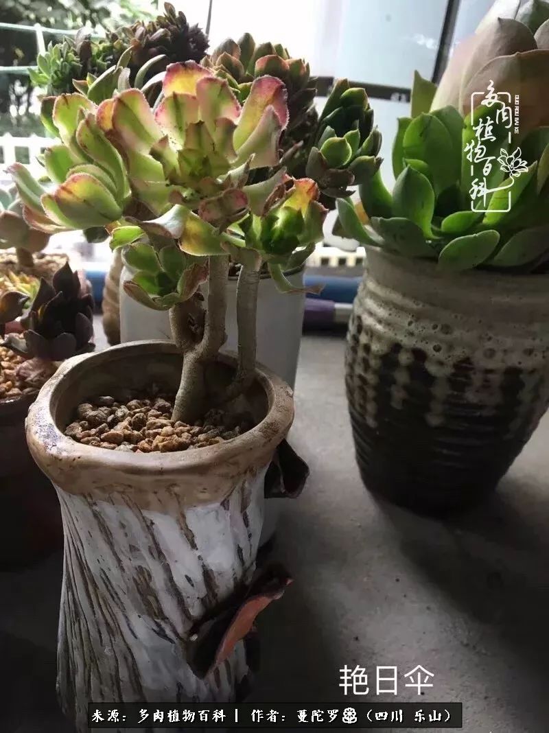 转角遇见多肉,遇见多肉治愈自己