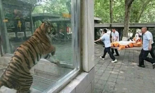 猫被蜱虫咬怎么办,被猫咬了之后怎么办