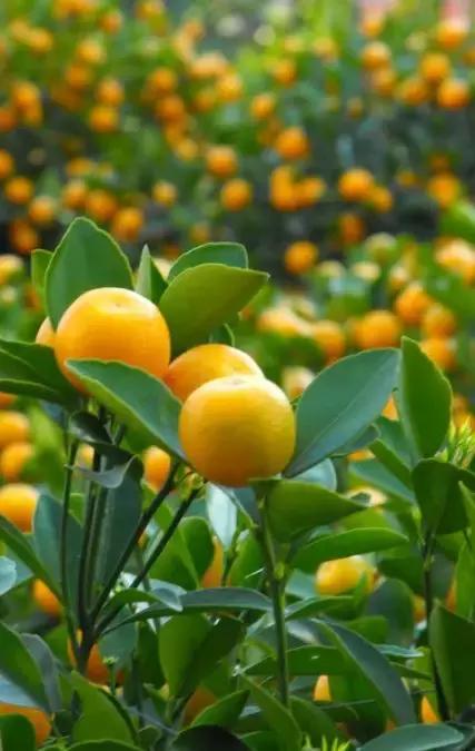 军人军属政策,对军人的尊重