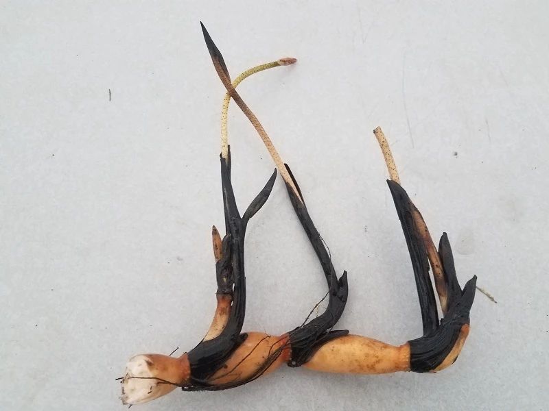 碗莲莲子种植方法全过程,用莲子种植碗莲