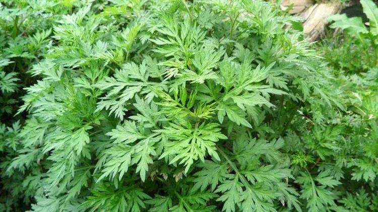 童年的回忆视频,甜甜的童年回忆