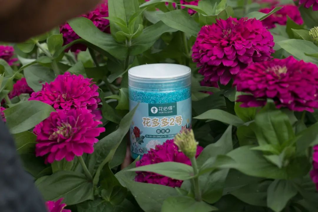 红花草莓托斯卡纳,红花草莓和白花草莓哪个好