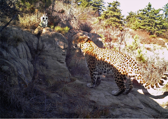 山西华北豹,野生华北豹出没