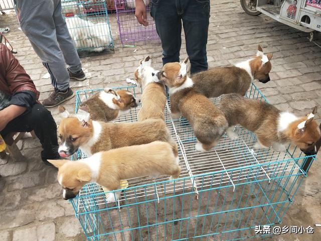 开封狗品种大全,开封狗市是中国最大的吗