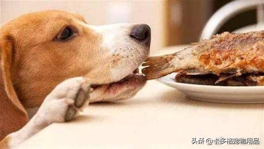 怎么判断狗狗卡住骨头的位置,怎么知道狗狗被骨头卡住了