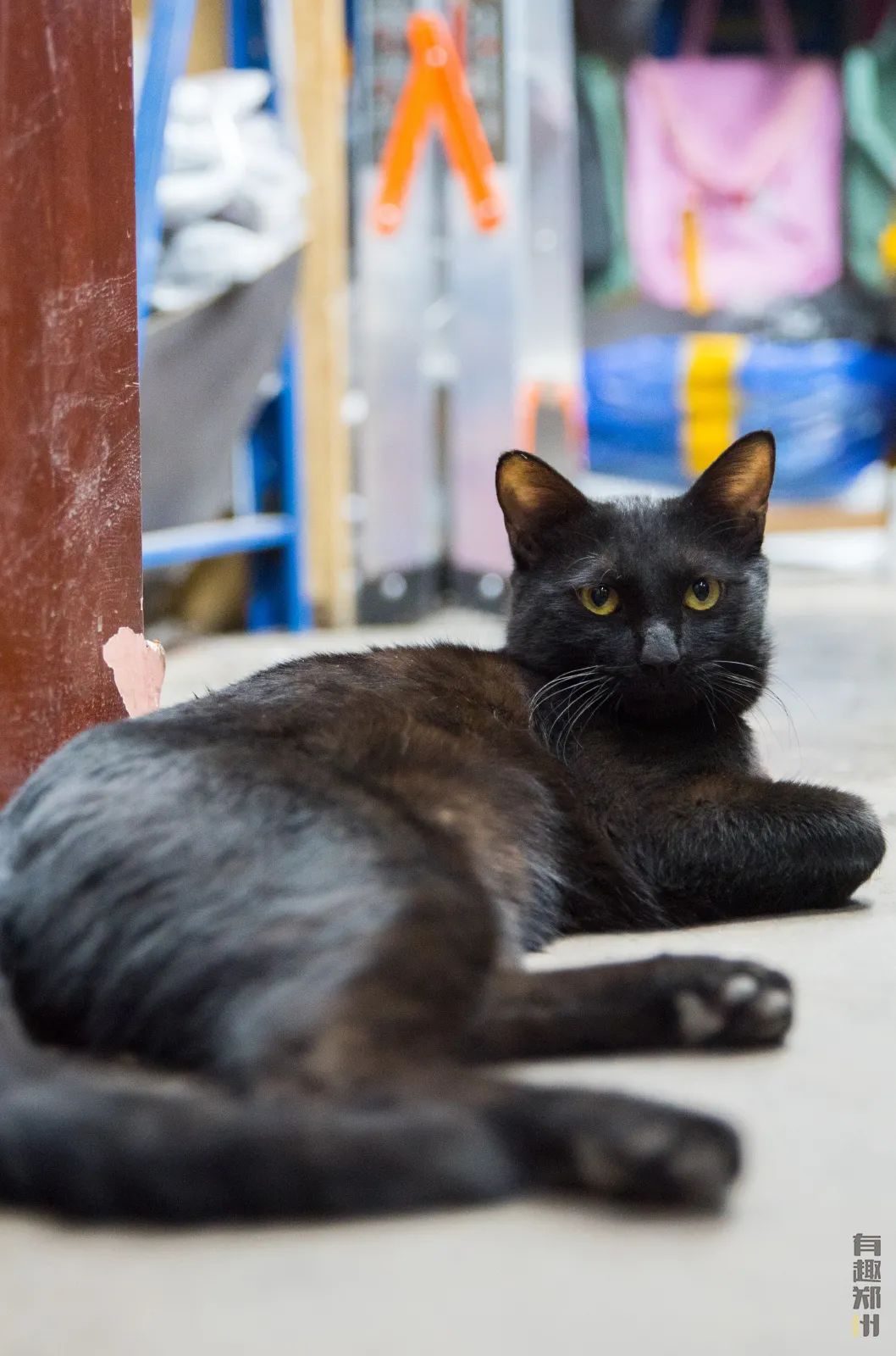 郑州弓背街与上元街,郑州弓背街