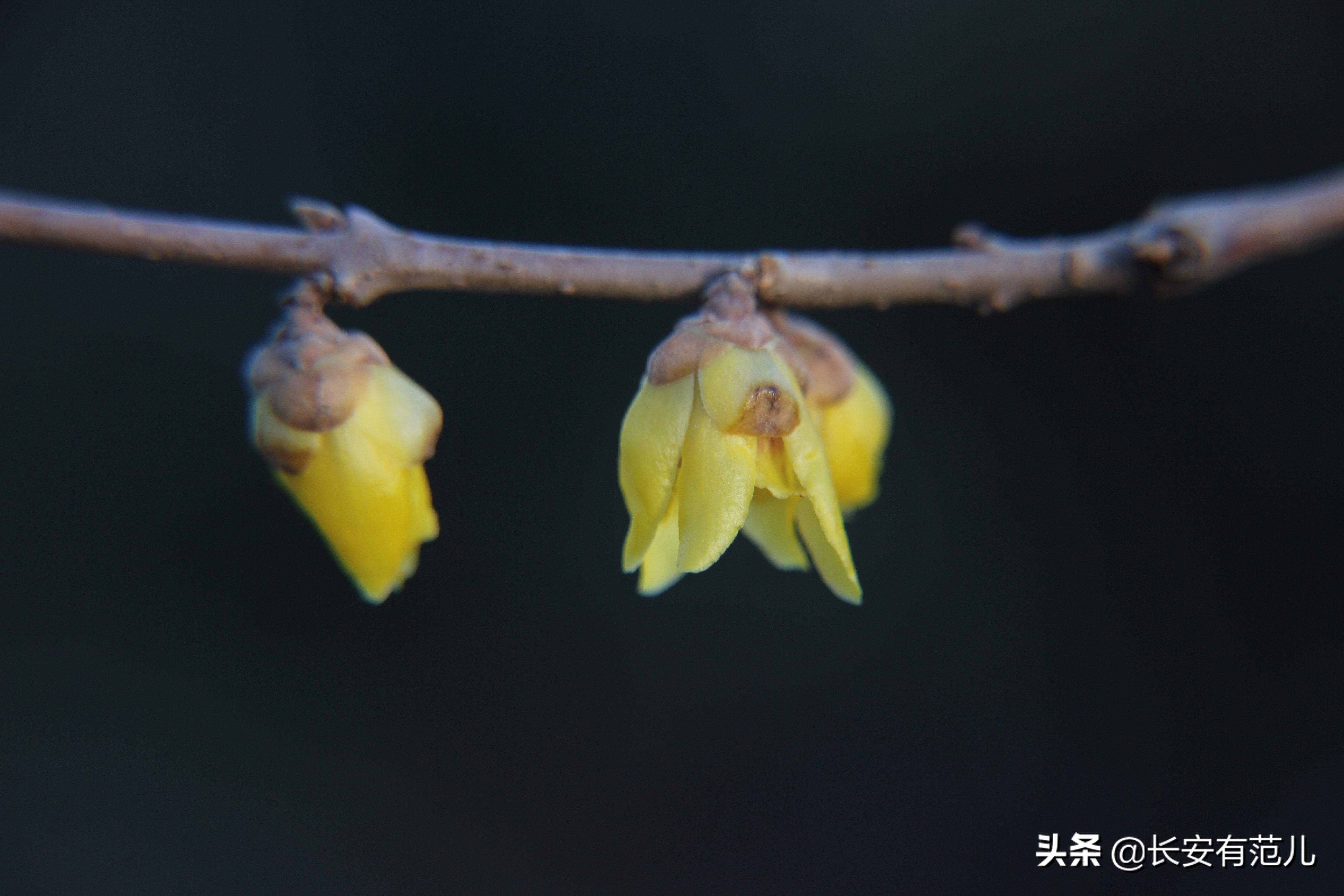 蜡梅和梅花的区别图,蜡梅和梅花的生长环境有何区别