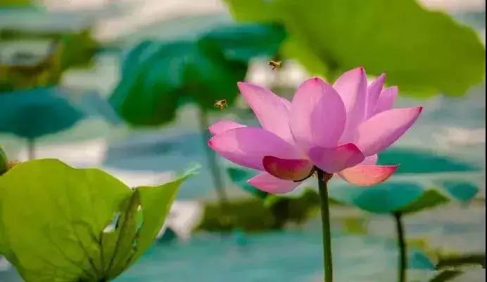 中国著名赏荷胜地,中国最著名的十大赏荷地