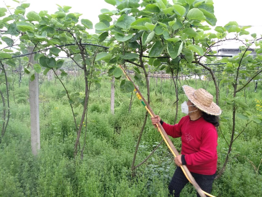猕猴桃生长管理视频,猕猴桃新苗修剪留枝的方法
