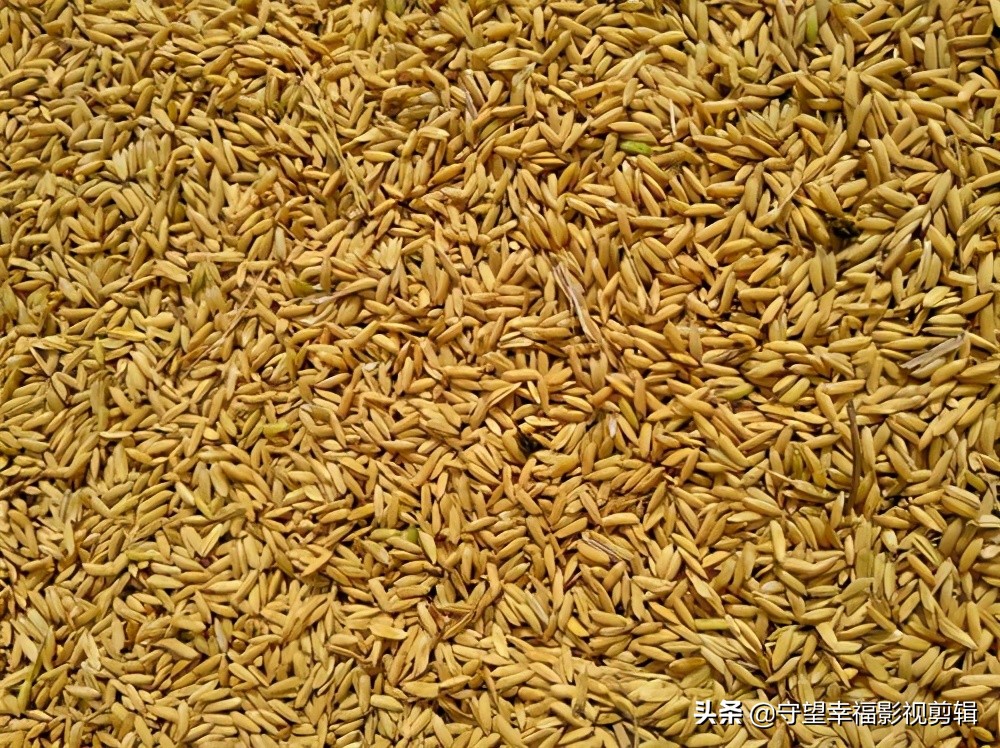 仓库的稻谷生虫有什么方法消灭吗,请问家里的稻谷怎样保存才不生虫