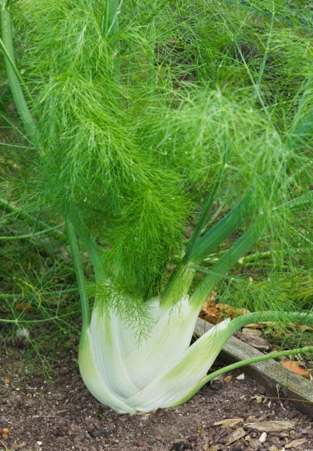 十种大白菜馅饺子,饺子是很多人都喜欢的美食