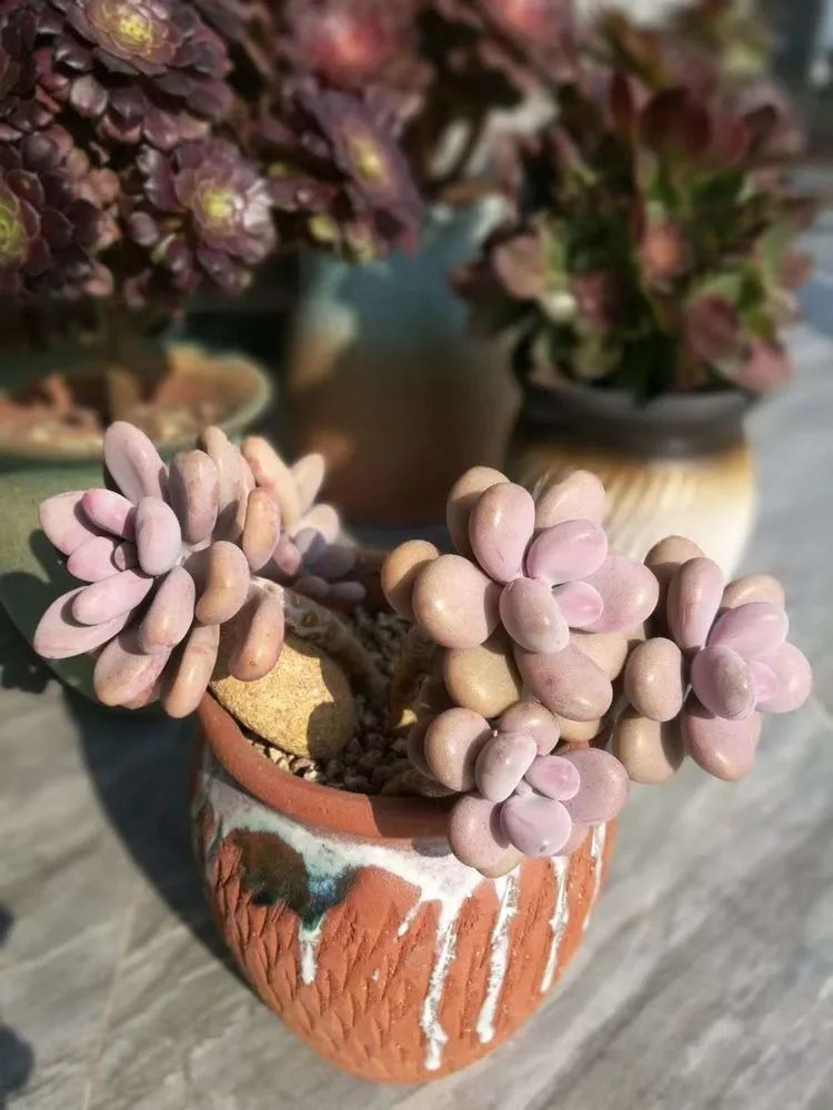 适合从小养到大的多肉,由小到大由浅入深