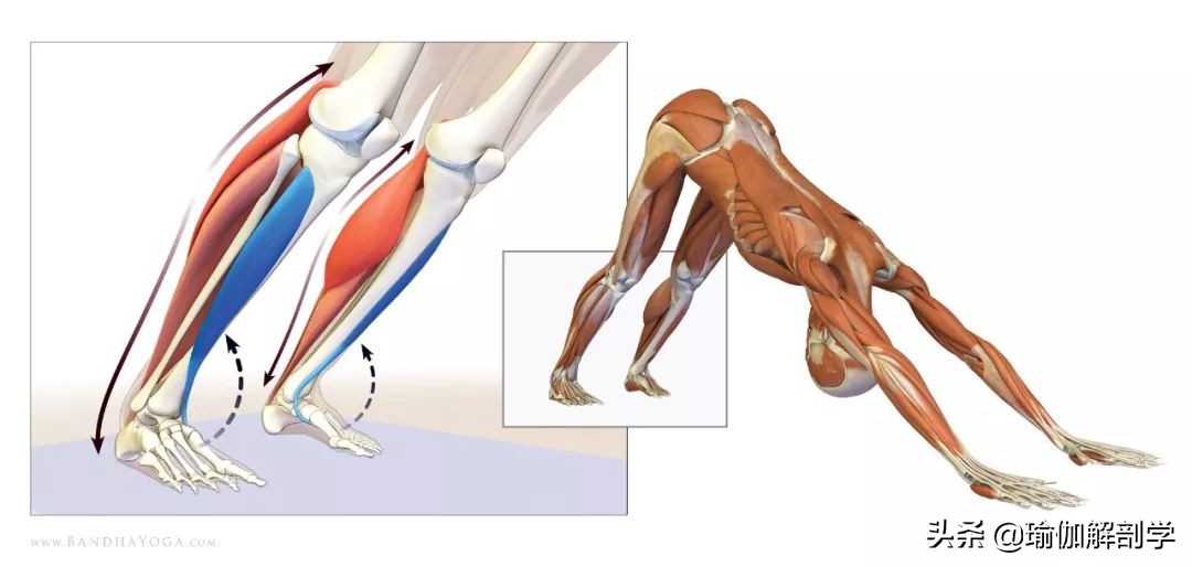 瑜伽下犬式脚迈不到前面怎么办,瑜伽下犬式臀部抬不起来怎么办