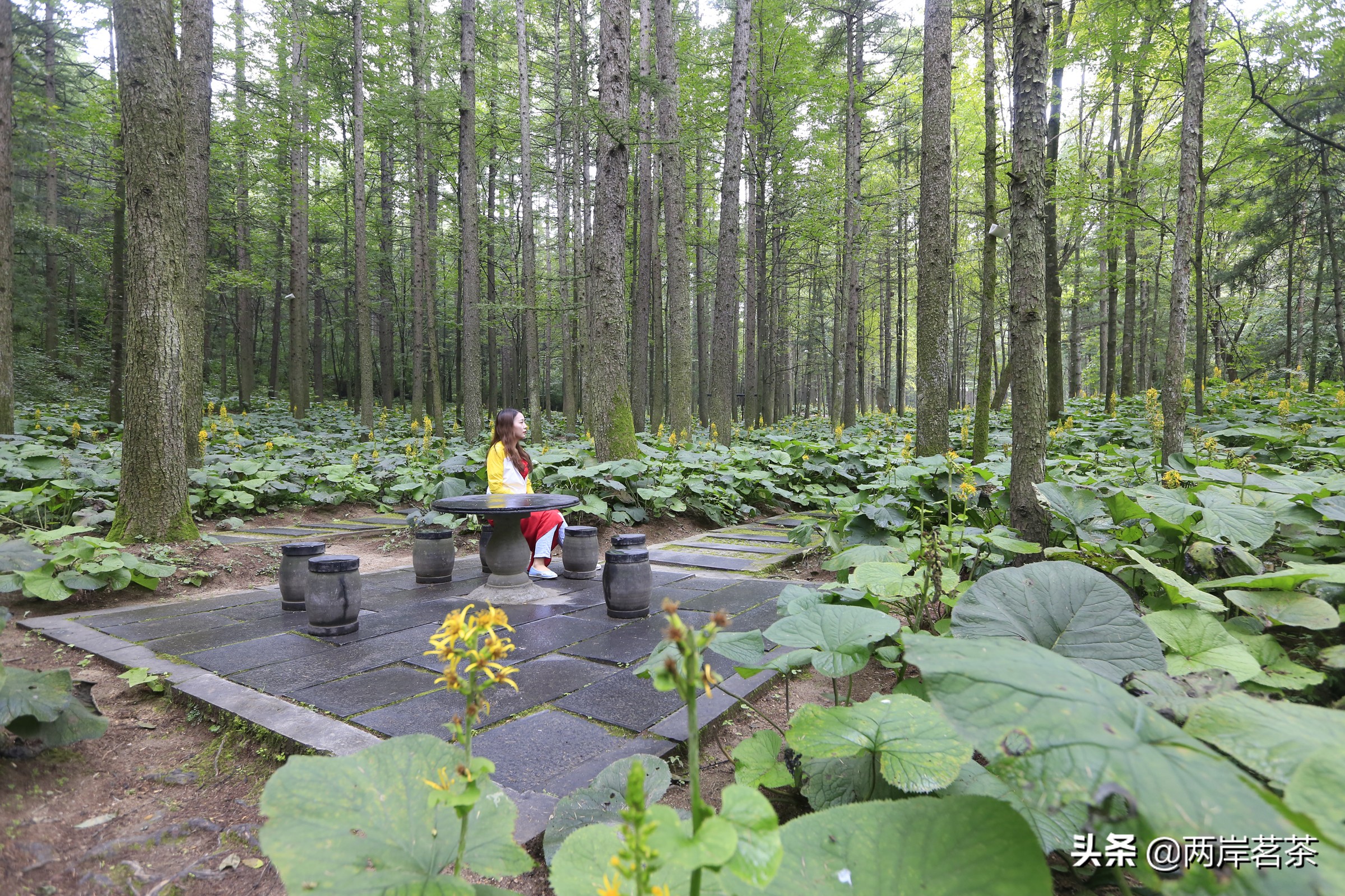 再看白云山，看山不是山，它是一本百读不厌的百科全书